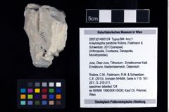 NHMW-GEO-2007z0149-0124_Ol_01.tifAnkylokypha parabola (Robins, Feldmann & Schweitzer, 2013)  (NHMW-GEO-2007z0149-0124)